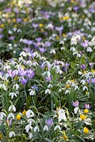 Combination Crocus tommasinianus, Eranthis hyemalis, Galanthus nivalis 