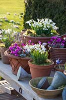 Pots with winter cyclamen and snowdrops, Cyclamen coum, Galanthus nivalis Flore Pleno 