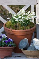 Still life with snowdrops and horned violets, Galanthus nivalis Flore Pleno, Viola cornuta 