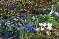 Cyclamen coum, Crocus vernus Jeanne d'Arc, Iris reticulata Clairette 