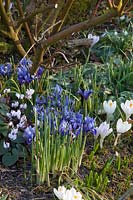 Cyclamen coum, Crocus vernus Jeanne d'Arc, Iris reticulata Clairette 