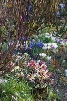 Cyclamen coum, Crocus vernus Jeanne d'Arc, Iris reticulata Clairette, Helleborus 