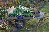 Bulb plants on a wheelbarrow, Galanthus plicatus Dionysus, Muscari, Anemone blanda 