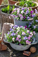 Horned violets in enamel sieves and zinc buckets, Viola cornuta 