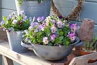 Horned violets in enamel sieves and zinc buckets, Viola cornuta 