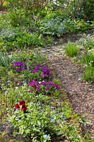 Bed in spring with primroses and primroses, Primula, Omphalodes verna 