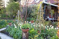 Spring garden, Tulipa Purissima 