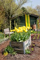 Tulips in a raised bed made of construction planks, Tulipa Golden Apeldoorn 