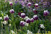 Tulipa Rems Favourite, Narcissus triandrus Thalia, Tulipa Black Parrot 