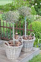 Olives in baskets, Olea europaea 