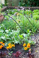 Herbs, radishes, lettuce and marigolds in raised beds, Allium schoenoprasum, Raphanus sativus, Lactuca sativa, Tagetes 