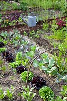 Rural kitchen garden with kohlrabi and lettuce, Lactuca sativa Salanova, Lactuca sativa Salanova Gaugin, Brassica oleracea 