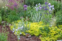 Rural garden with perennials and herbs, Origanum vulgare Aureum, Iris barbata, Aquilegia 