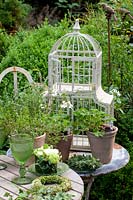 Herbs and scented pelargoniums with birdcage, Pelargonium 