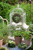 Stillife herbs and scented pelargoniums with birdcage, Pelargonium 