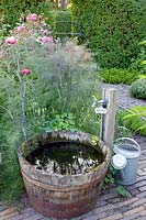 Watering hole with purple fennel, Foeniculum vulgare Atropurpureum 