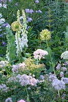 Perennial bed in pastel, Thalictrum, Digitalis purpurea, Hesperis matronalis 