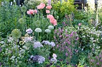 Perennial bed in pastel, Thalictrum, Papaver orientale, Allium nigrum, Aquilegia, Astrantia 