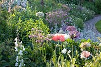 Perennial bed in pastel, Stachys byzantina, Aquilegia, Hesperis matronalis Alba, Geranium, Papaver orientale 