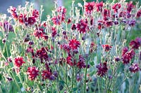 Columbine, Aquilegia 