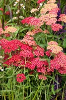 Yarrow, Achillea millefolium Paprika 