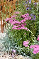 Yarrow, Achillea millefolium Pretty Belinda 