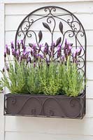 Flower box with lavender, Lavandula stoechas 