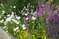 Stachys monnieri Rosea, Stachys monnieri, Salvia nemorosa Caradonna, Oenothera Siskiyou Pink 