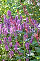 Stachys monnieri, Persicaria amplexicaulis 