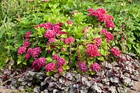 Hydrangea macrophylla Hobergine, Heuchera 