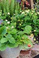 Strawberries in pot, Fragaria Darlisette 