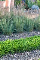 Blue fescue and boxwood hedge, Festuca, Buxus 