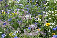 Butterfly meadow, Centaurea cyanus, Anethum graveolens, Borago officinalis, Echium 