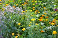 Edible flowers, Borago officinalis, Calendula officinalis 