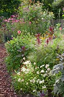 Bed with annual summer flowers and annual ornamental grass, Cosmos bipinnatus Rubenza, Phlox drumondii Cherry Caramel, Panicum virgatum Fontaine, Linaria reticulata Flamenco 