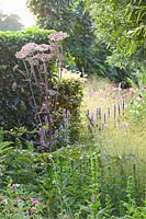 Stachys officinalis, Angelica sylvestris Vicar's Mead, Deschampsia cespitosa Goldtau 