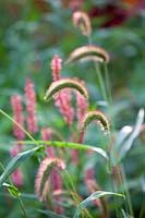 Annual foxtail millet, Setaria viridis Caramel 