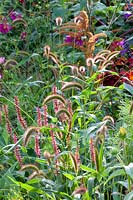 Annual foxtail millet, Setaria viridis Caramel, Persicaria amplexicaulis Orange Field 