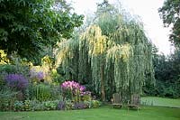 Seating under weeping willow, Salix alba Tristis 