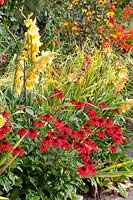 Gladiolus, Echinacea purpurea Tomato Soup 