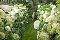 White Garden, Hydrangea arborescens Annabelle 