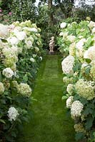 White Garden, Hydrangea arborescens Annabelle 