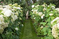 White Garden, Hydrangea arborescens Annabelle 