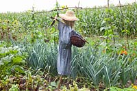 Vegetable garden with scarecrow, Phaseolus vulgaris, Allium porrum 