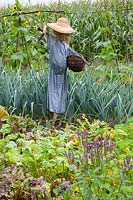 Vegetable garden with scarecrow, Phaseolus vulgaris, Allium porrum 