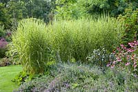 Chinese silver grass, Miscanthus sinensis Strictus 