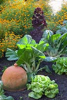 Pak Choi, lettuce and marigold 