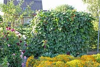 Runner beans and marigolds, Phaseolus vulgaris, Tagetes tenuifolia 