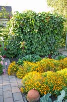 Runner beans and marigolds, Phaseolus vulgaris, Tagetes tenuifolia 