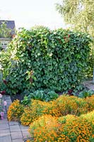 Runner beans and marigolds, Phaseolus vulgaris, Tagetes tenuifolia 